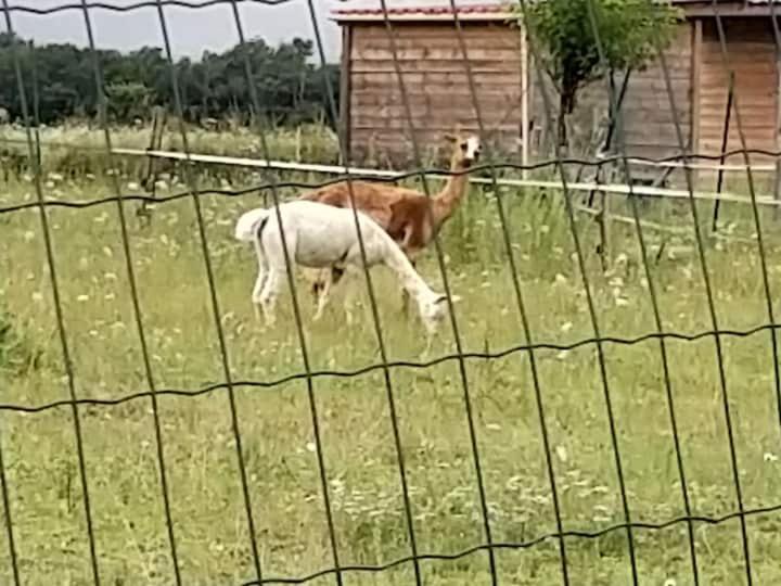 Belle Maison Du Quercy Septfonds Zewnętrze zdjęcie