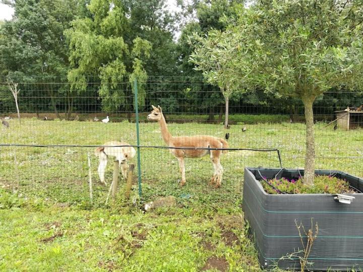 Belle Maison Du Quercy Septfonds Zewnętrze zdjęcie